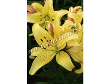 2021 ����� �� ���� ����� ��-������