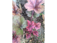 Fullsizeoutput 12b7.jpeg