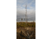 IMG 20201115 120806.jpg