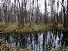 IMG 20201101 105047.jpg