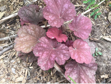 Fullsizeoutput 12bd.jpeg