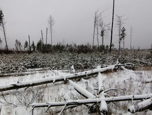 IMG 20201129 102022.jpg