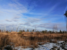 IMG 20201121 123018.jpg