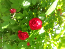 IMG 20200621 111221.jpg