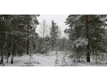 IMG 20201129 105605.jpg