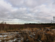 IMG 20201115 124642.jpg