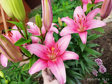 IMG 20200704 162349.jpg