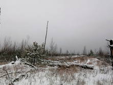 IMG 20201129 095345.jpg