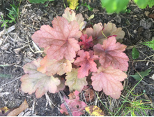 Fullsizeoutput 12b4.jpeg