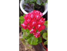 5f27d08a7edd4 pelargoniya-temno-rozovaya-rozebudnaya-1-14059565.png
