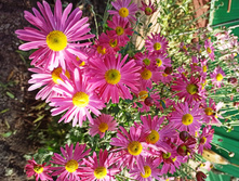 IMG 20200926 142924.jpg