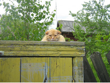 ��� �����?