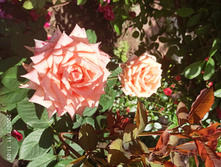 IMG 20200711 110947.jpg