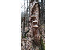 IMG 20201101 103624.jpg