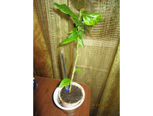 �������� ������� ����� ��������