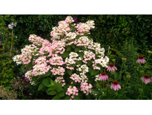 IMG 20190712 082125.jpg