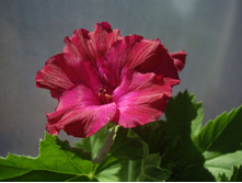 14 ����������� ���������� 'Neon Brilliance'