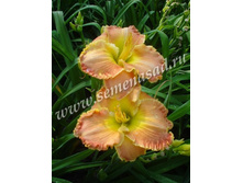 2021 ����� �����* �������� ���������