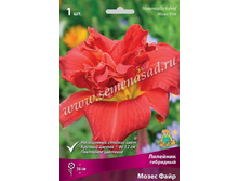 2020 ����� ���� �������� ���������