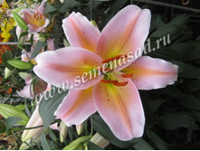 2020 ������ ����� ����� ���������