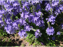 �������� �����������