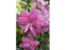 2021 ����� ������ ����� ��������� ��������