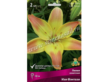 2020 ��� ������� ����� ���������