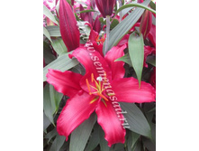 2020 �������� ����� ���������