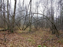 IMG 20201101 105346.jpg