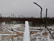 IMG 20201129 104348.jpg