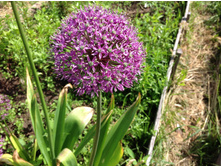 ��� ������������