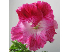 ����������� ���������� 'Peter's Choice'