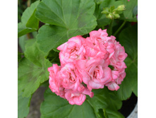 Grander"s Antigue Rose(�������� ����)