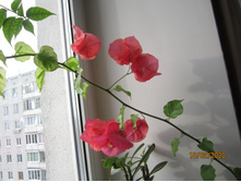 ����������� ����������� Dauphine