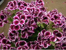 ���������� ����������� Elegance Imperial