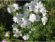 ������ ����������� ����� ������������