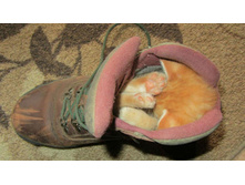 ������������ ������� ...