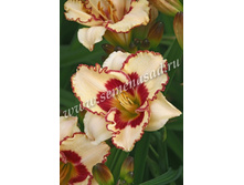 2021 ������� �������* �������� ���������