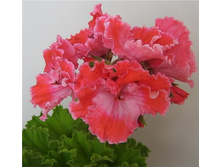 19 ����������� ���������� 'Princess of Wales'