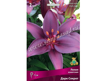 2020 ���� ������ ����� ���������