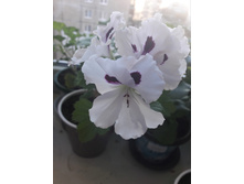 ���������� ����������� Mona Lisa