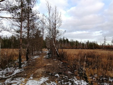 IMG 20201115 135224.jpg