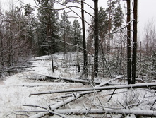 IMG 20201129 104603.jpg