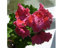 ����������� ���������� 'Princess of Wales'