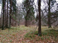 IMG 20201101 103057.jpg