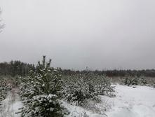 IMG 20201129 090125.jpg