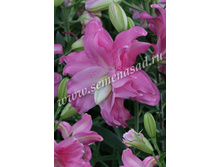 2020 ����� ���� ����� ��������� ��������