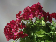 ����������� ���������� 'Neon Brilliance'