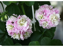 ���������� 'PAC Viva Carolina' ������������