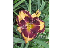 2021 ������ ������* �������� ���������